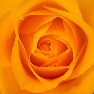 Meet your Posher, Susanna